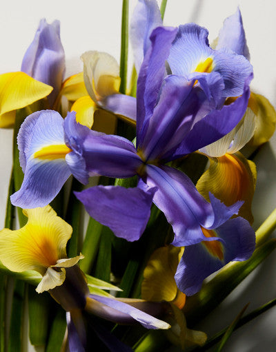 Florales